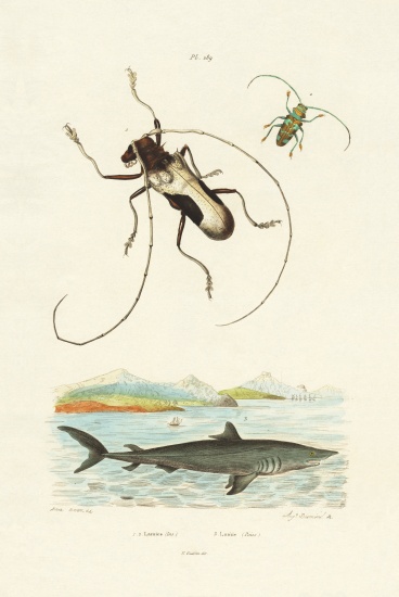 Longhorn Beetles a French School, (19th century)