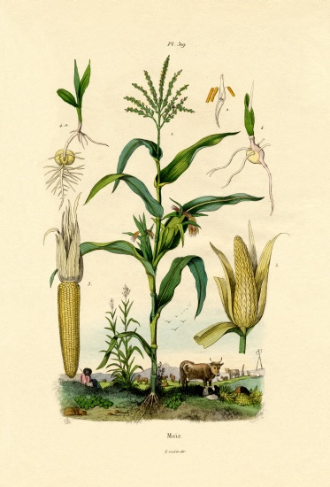 Maize a French School, (19th century)