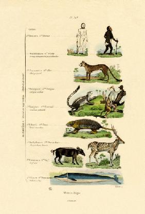 Mammalogy