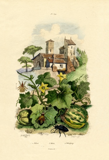 Melon a French School, (19th century)