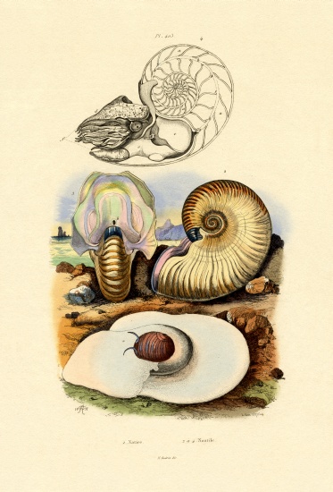 Moon Snail a French School, (19th century)