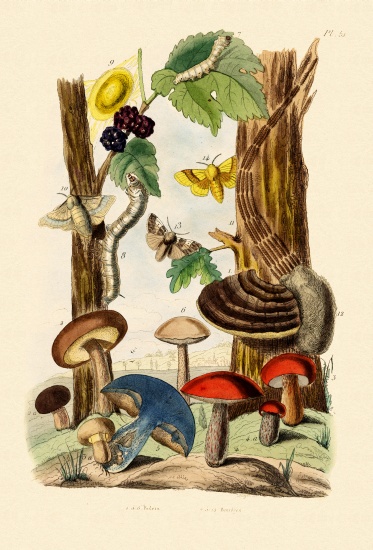 Mushrooms a French School, (19th century)