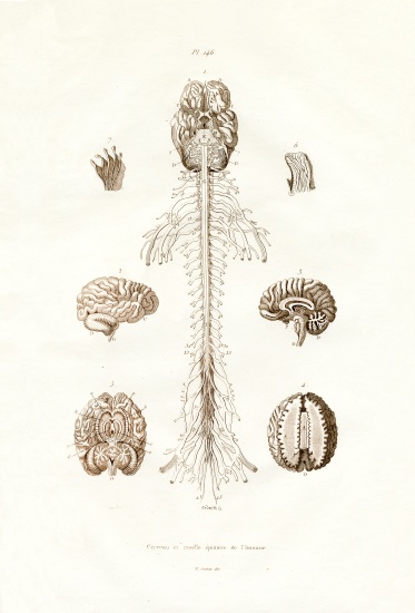 Nervous system a French School, (19th century)