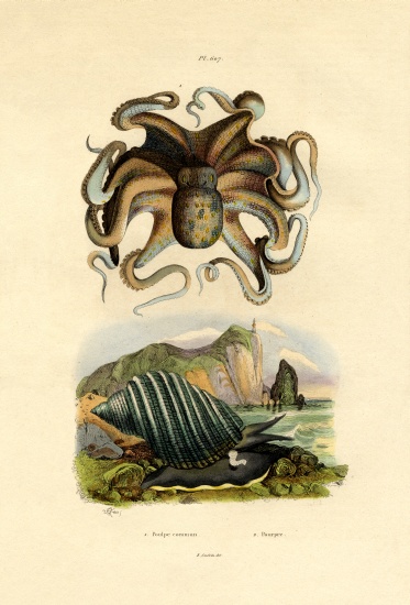 Octopus a French School, (19th century)