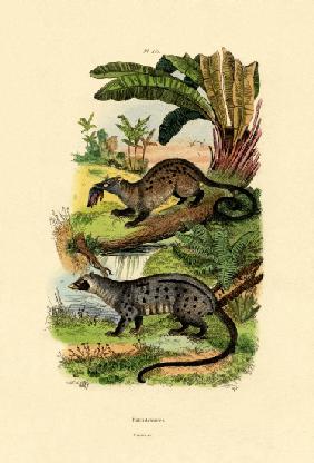 Palm Civets