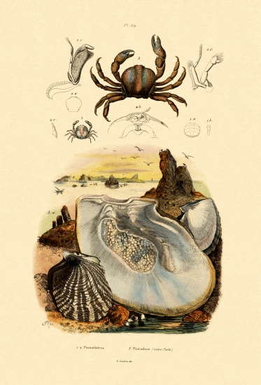 Pea Crab a French School, (19th century)