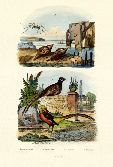 Pheasant a French School, (19th century)