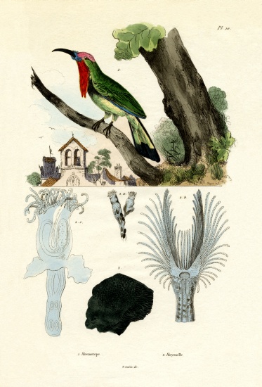 Red-bearded Bee-eater a French School, (19th century)