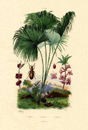 Red Latan Palm