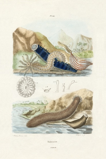 Sea Cucumbers a French School, (19th century)