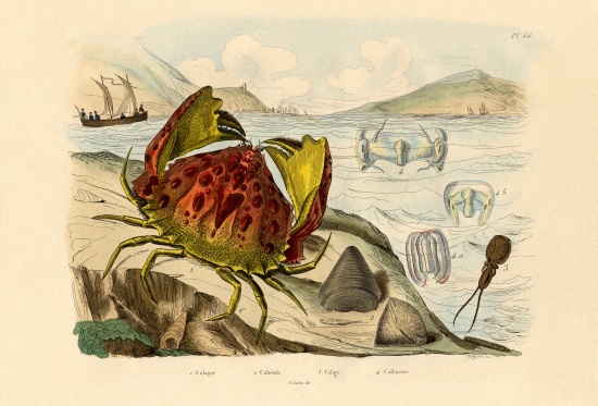 Shamefaced Crab a French School, (19th century)