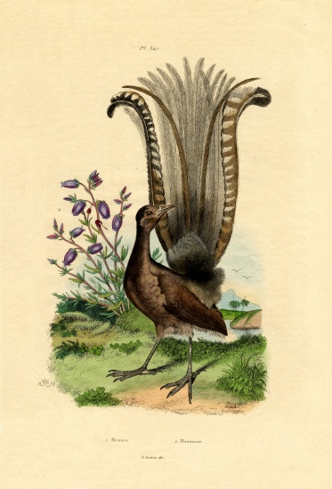 Superb Lyrebird a French School, (19th century)