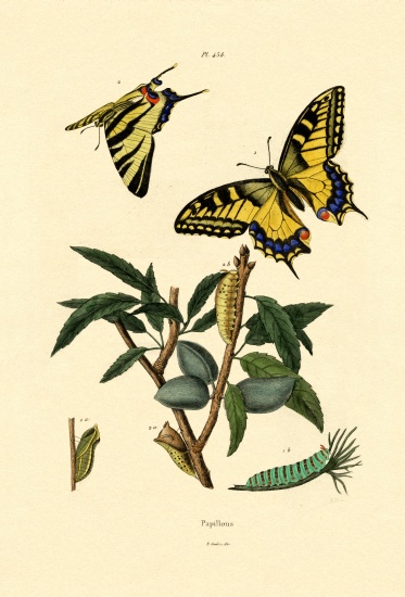 Swallowtail a French School, (19th century)