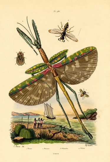 Tachinid Fly a French School, (19th century)