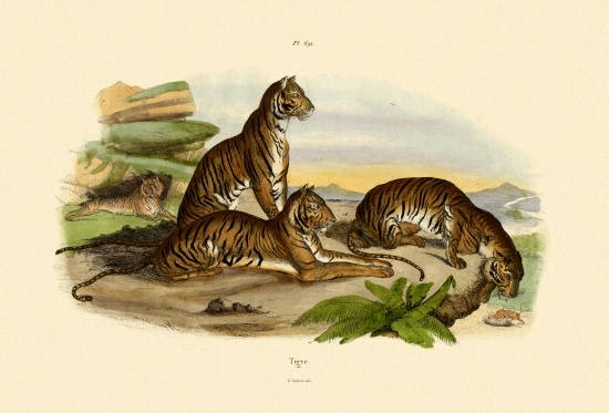 Tigers a French School, (19th century)