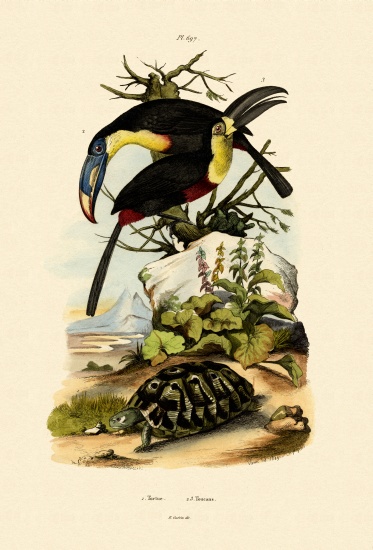 Toucans a French School, (19th century)