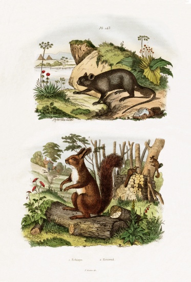 Tree Rat a French School, (19th century)
