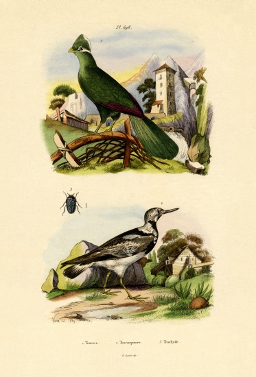 Turaco a French School, (19th century)