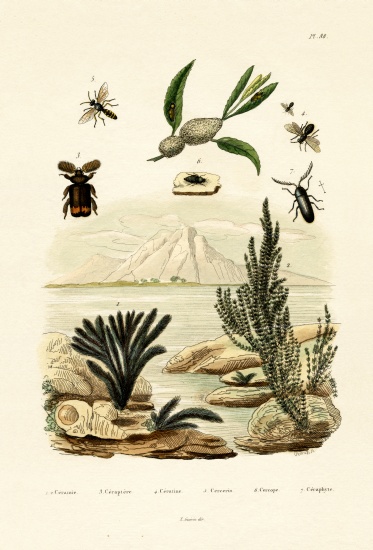 Wasp a French School, (19th century)