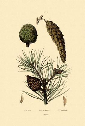 Weymouth Pine