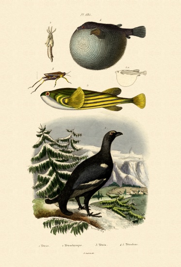Wood Grouse a French School, (19th century)