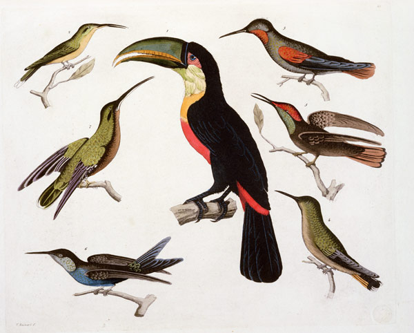 Native birds, including the Toucan (centre), Amazon, Brazil, from 'Le Costume Ancien et Moderne', Vo a Friedrich Alexander, Baron von Humboldt