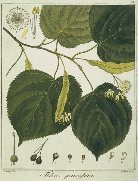 Linde (Tilia pauciflora)/Radierung Haas a Friedrich Guimpel