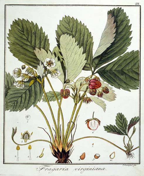 Strawberry / Guimpel / Etching / 1816 a Friedrich Guimpel
