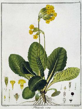 Primrose / Etching / Haas