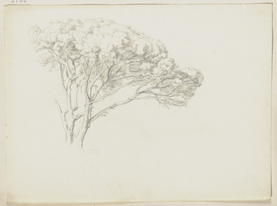 Tree a Friedrich Metz