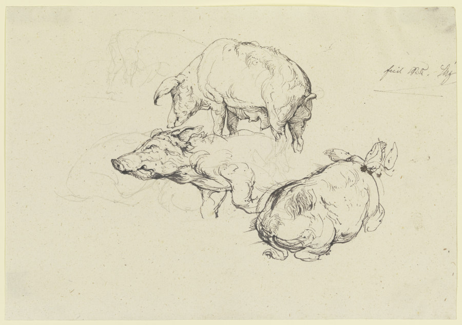 Three pigs a Friedrich Nerly