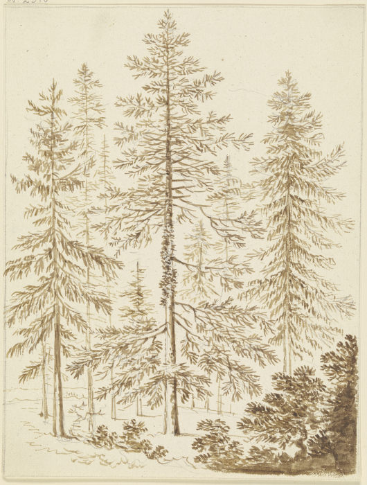 Eine Gruppe von Nadelbäumen a Friedrich Wilhelm Hirt