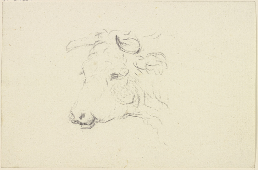 Cattle head to the left a Friedrich Wilhelm Hirt