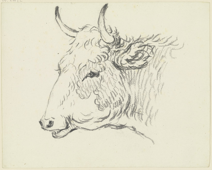 Cattle head to the left a Friedrich Wilhelm Hirt