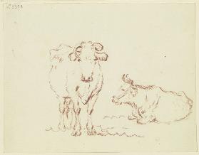 Stehende Kuh en face und ein liegendes Rind nach links