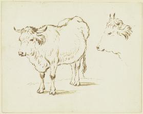 Stehendes Rind in Verkürzung nach links, rechts Rinderkopf im Profil nach links