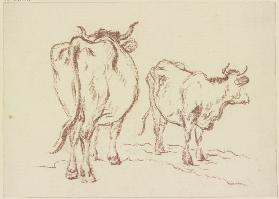 Zwei stehende Kühe mit abgewandtem Kopf