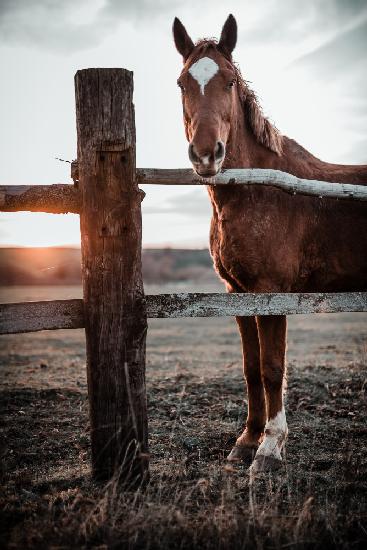 Horse Farm in Skároš, Slovakia