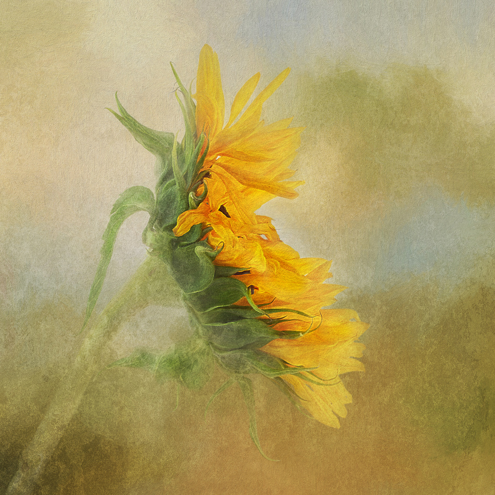Fading Sunflower a Gaille Gray
