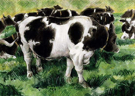 Friesian Cows (w/c)  a Gareth Lloyd  Ball