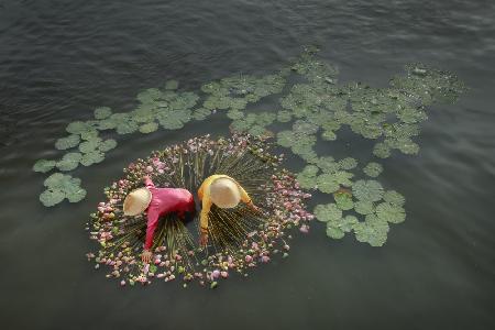 Lotus Harvest