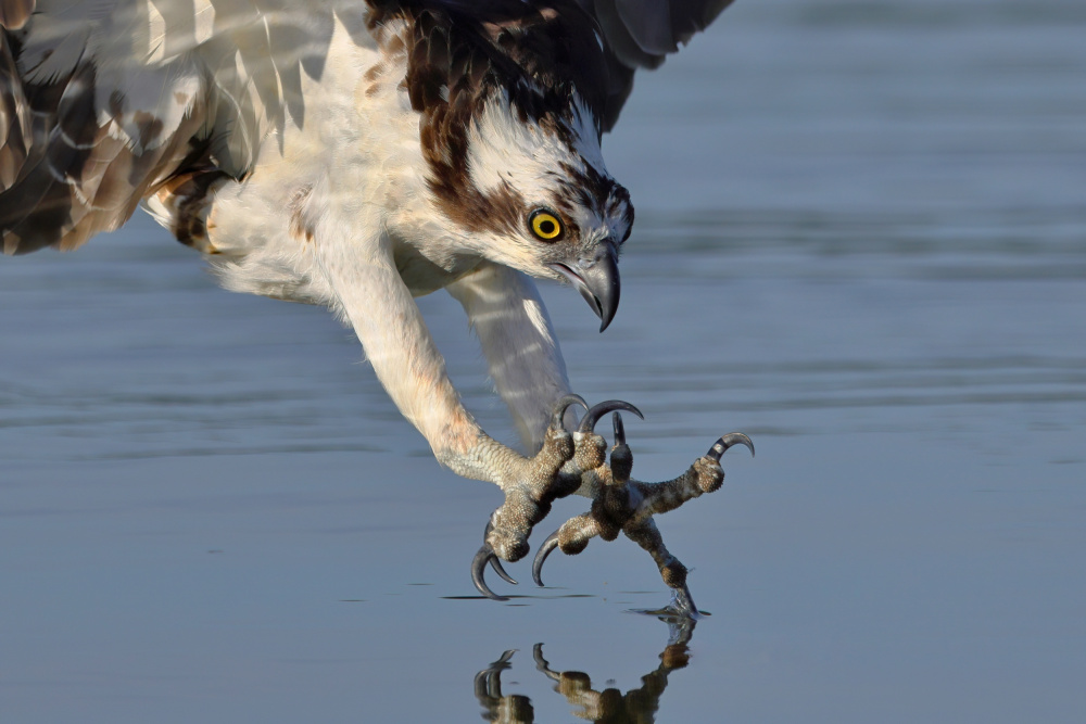 Osprey in Hunting a Gavin Lam