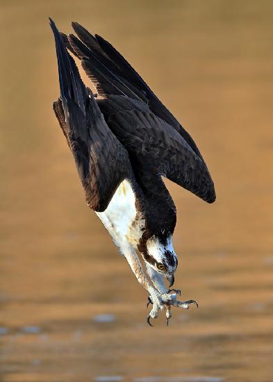 Osprey in action