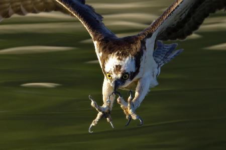Osprey in action...