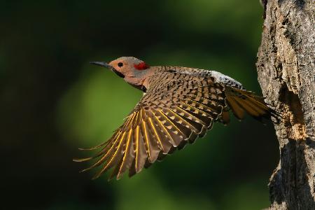 Northern Flicker