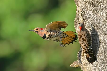 Northern Flicker