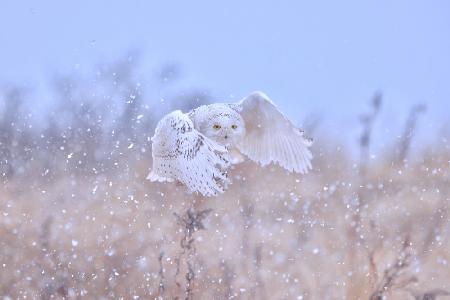 Snowy Owl on a Snowy day