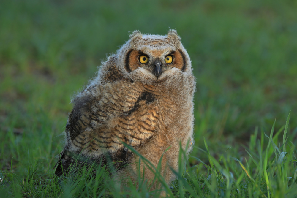 Great Horned Owl …Baby a Gavin Lam