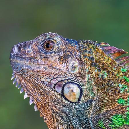 Iguana verde