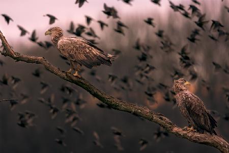 White tailed eagles